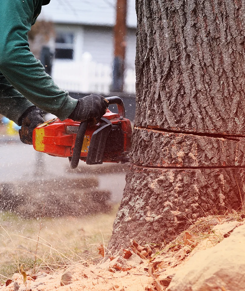 Tree Removal Services