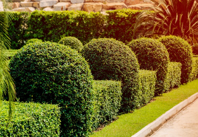 Landscaping Services