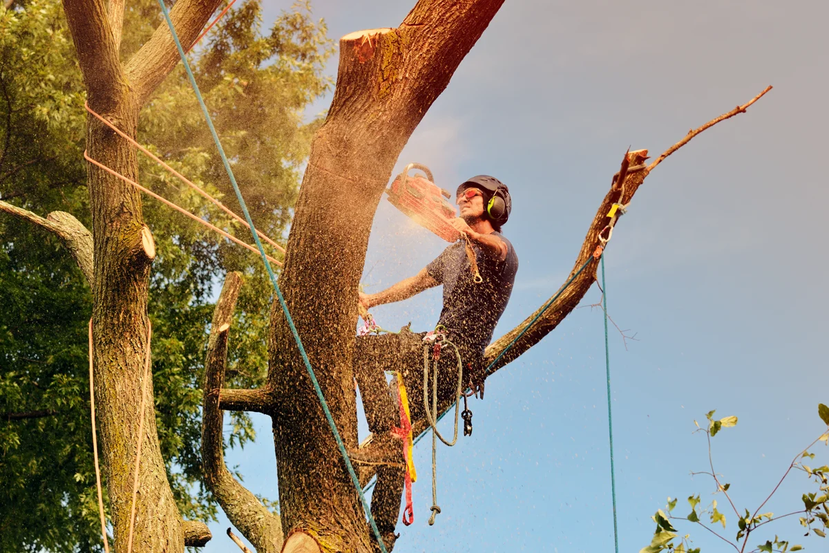 Tree Removal Services